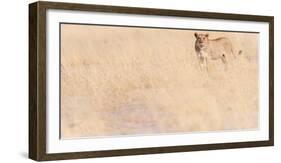 Lion, Okavango Delta, Botswana, Africa-Karen Deakin-Framed Photographic Print