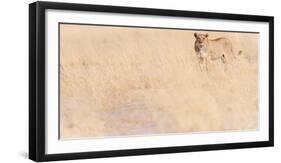 Lion, Okavango Delta, Botswana, Africa-Karen Deakin-Framed Photographic Print