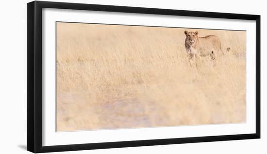 Lion, Okavango Delta, Botswana, Africa-Karen Deakin-Framed Photographic Print