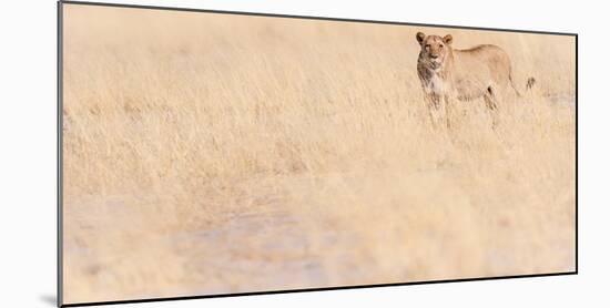 Lion, Okavango Delta, Botswana, Africa-Karen Deakin-Mounted Photographic Print