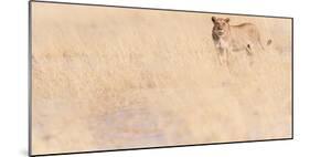 Lion, Okavango Delta, Botswana, Africa-Karen Deakin-Mounted Photographic Print