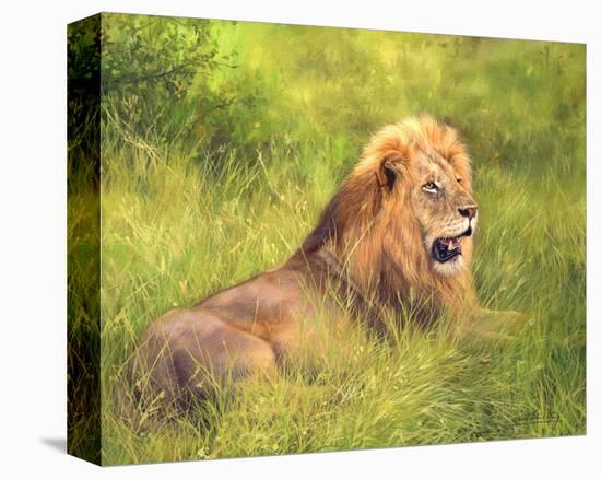 Lion on Grass-David Stribbling-Stretched Canvas