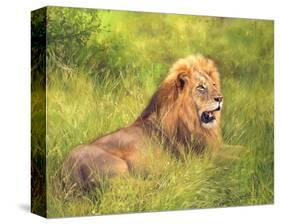Lion on Grass-David Stribbling-Stretched Canvas