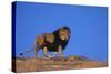 Lion on Hill-DLILLC-Stretched Canvas