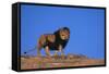 Lion on Hill-DLILLC-Framed Stretched Canvas