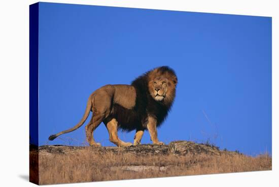 Lion on Hill-DLILLC-Stretched Canvas