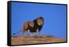 Lion on Hill-DLILLC-Framed Stretched Canvas