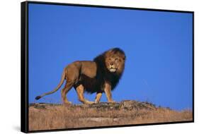 Lion on Hill-DLILLC-Framed Stretched Canvas
