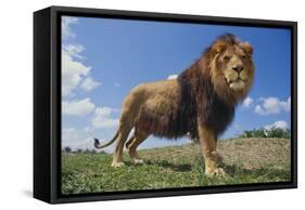 Lion on Hill-DLILLC-Framed Stretched Canvas