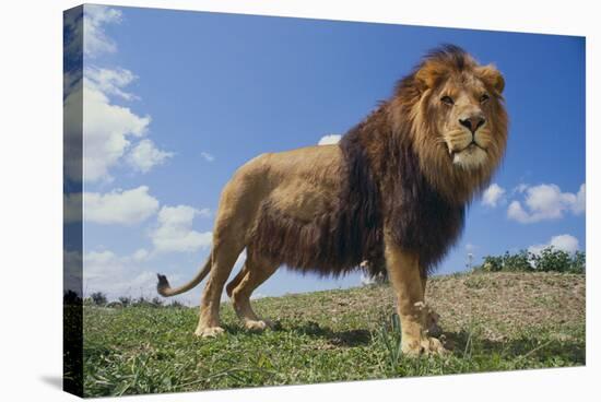 Lion on Hill-DLILLC-Stretched Canvas