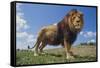 Lion on Hill-DLILLC-Framed Stretched Canvas