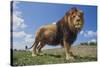 Lion on Hill-DLILLC-Stretched Canvas