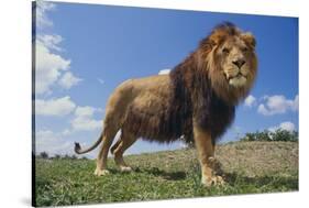 Lion on Hill-DLILLC-Stretched Canvas