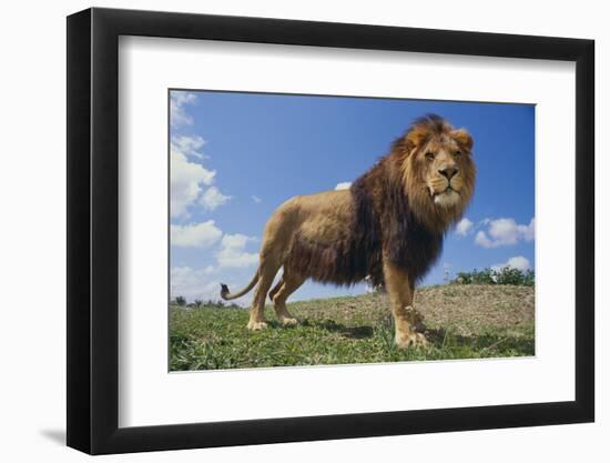 Lion on Hill-DLILLC-Framed Premium Photographic Print