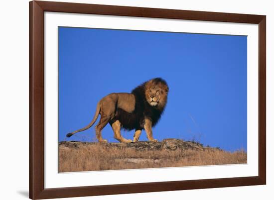 Lion on Hill-DLILLC-Framed Photographic Print