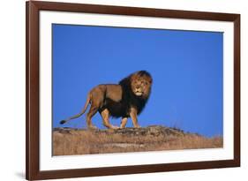 Lion on Hill-DLILLC-Framed Photographic Print