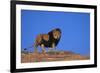 Lion on Hill-DLILLC-Framed Photographic Print