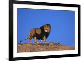 Lion on Hill-DLILLC-Framed Photographic Print