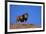 Lion on Hill-DLILLC-Framed Photographic Print