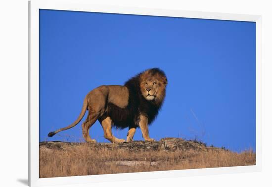 Lion on Hill-DLILLC-Framed Photographic Print