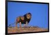 Lion on Hill-DLILLC-Framed Photographic Print