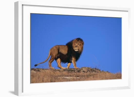 Lion on Hill-DLILLC-Framed Photographic Print