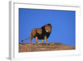 Lion on Hill-DLILLC-Framed Photographic Print