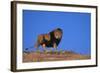 Lion on Hill-DLILLC-Framed Photographic Print