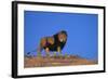 Lion on Hill-DLILLC-Framed Photographic Print