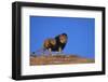 Lion on Hill-DLILLC-Framed Photographic Print