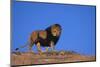 Lion on Hill-DLILLC-Mounted Photographic Print