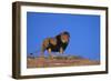 Lion on Hill-DLILLC-Framed Photographic Print