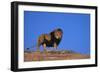 Lion on Hill-DLILLC-Framed Photographic Print