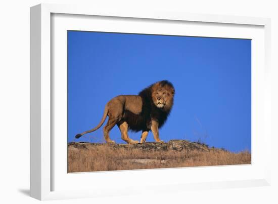 Lion on Hill-DLILLC-Framed Photographic Print