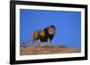 Lion on Hill-DLILLC-Framed Photographic Print