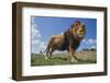 Lion on Hill-DLILLC-Framed Photographic Print