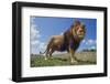 Lion on Hill-DLILLC-Framed Photographic Print