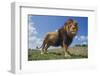 Lion on Hill-DLILLC-Framed Photographic Print