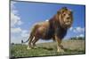 Lion on Hill-DLILLC-Mounted Photographic Print