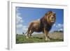 Lion on Hill-DLILLC-Framed Photographic Print