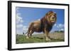 Lion on Hill-DLILLC-Framed Photographic Print