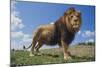 Lion on Hill-DLILLC-Mounted Photographic Print