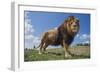 Lion on Hill-DLILLC-Framed Photographic Print