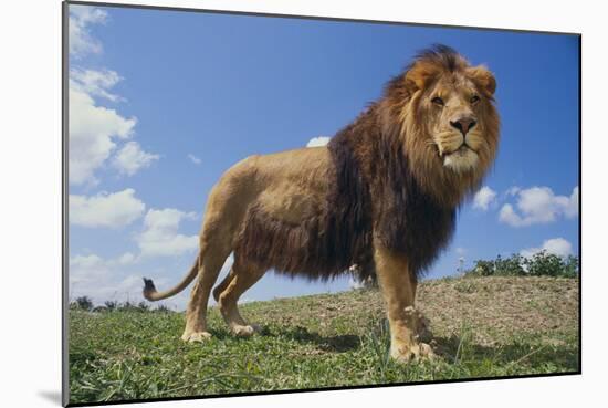 Lion on Hill-DLILLC-Mounted Photographic Print