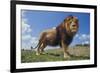 Lion on Hill-DLILLC-Framed Photographic Print