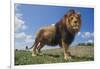 Lion on Hill-DLILLC-Framed Photographic Print