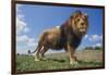 Lion on Hill-DLILLC-Framed Photographic Print