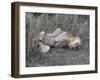 Lion on his back-Scott Bennion-Framed Photo