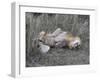 Lion on his back-Scott Bennion-Framed Photo