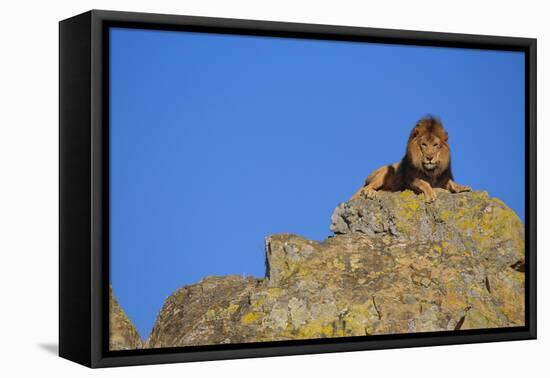 Lion on Rocks-DLILLC-Framed Stretched Canvas